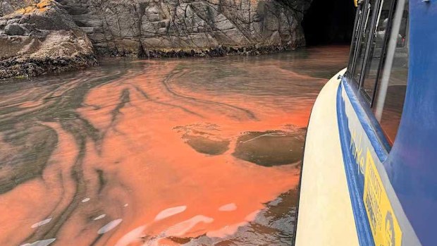 The algae, seen here at Betsey Island, appears red during the day.