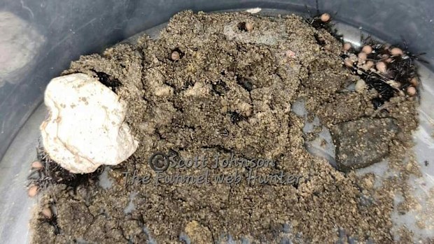 Scott Johnson collected this Sydney funnel web spider sack from a home at Stanwell Tops near the NSW city of Wollongong.