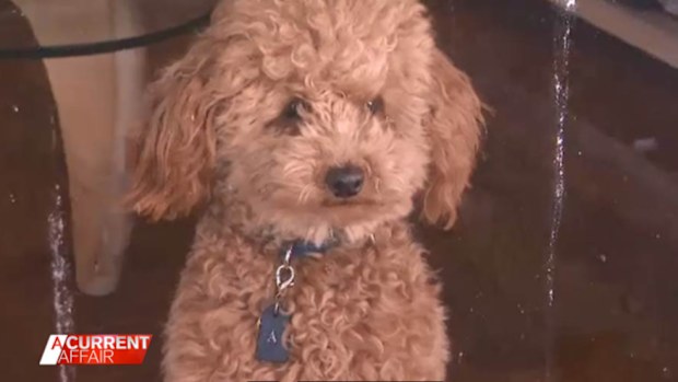 Australia Post launch new campaign to help protect posties from dogs.