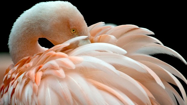 A flamingo at the zoo in Frankfurt (BORIS ROESSLER/AFP/Getty Images)  