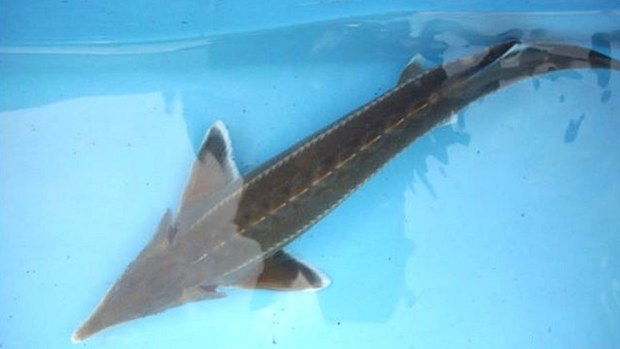 Steve, a sturgeon that escaped from its aquarium during UK floods (World of Water)