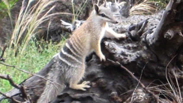Endangered numbat in the Western Australia (AAP Image/Department of Environment and Conservation)