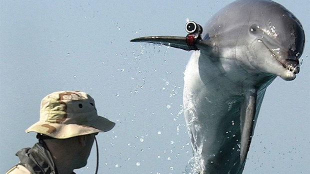 Bottlenose dolphin tagged with locator beacon trains with an American soldier in the Persian Gulf (US Navy photo)