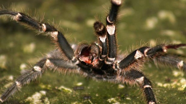 Spiders. Not a grocery item for most people. (Thinkstock) 