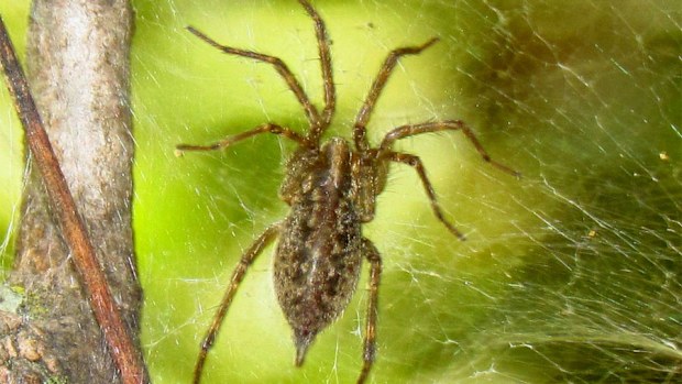 Female Pennsylvania grass spider (D. Gordon E. Robertson)