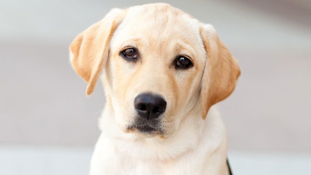 Labrador retriever (Getty Images)