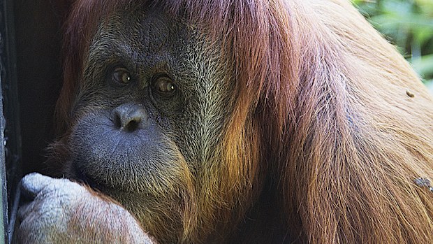 Karta, a female orangutan at Adelaide Zoo (AAP)