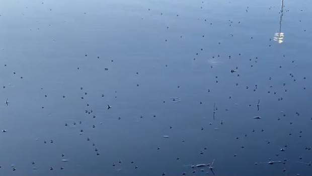 A Perth councillor is in a standoff with council over a mosquito and midge outbreak that is leaving children with bites at a popular park.