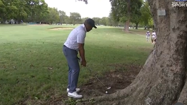 Golf News 2023: A ball stuck in a tree at the Australian PGA ...