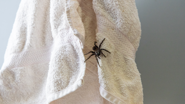 There's a shortage of funnel-web spiders this year. Experts say it could be deadly