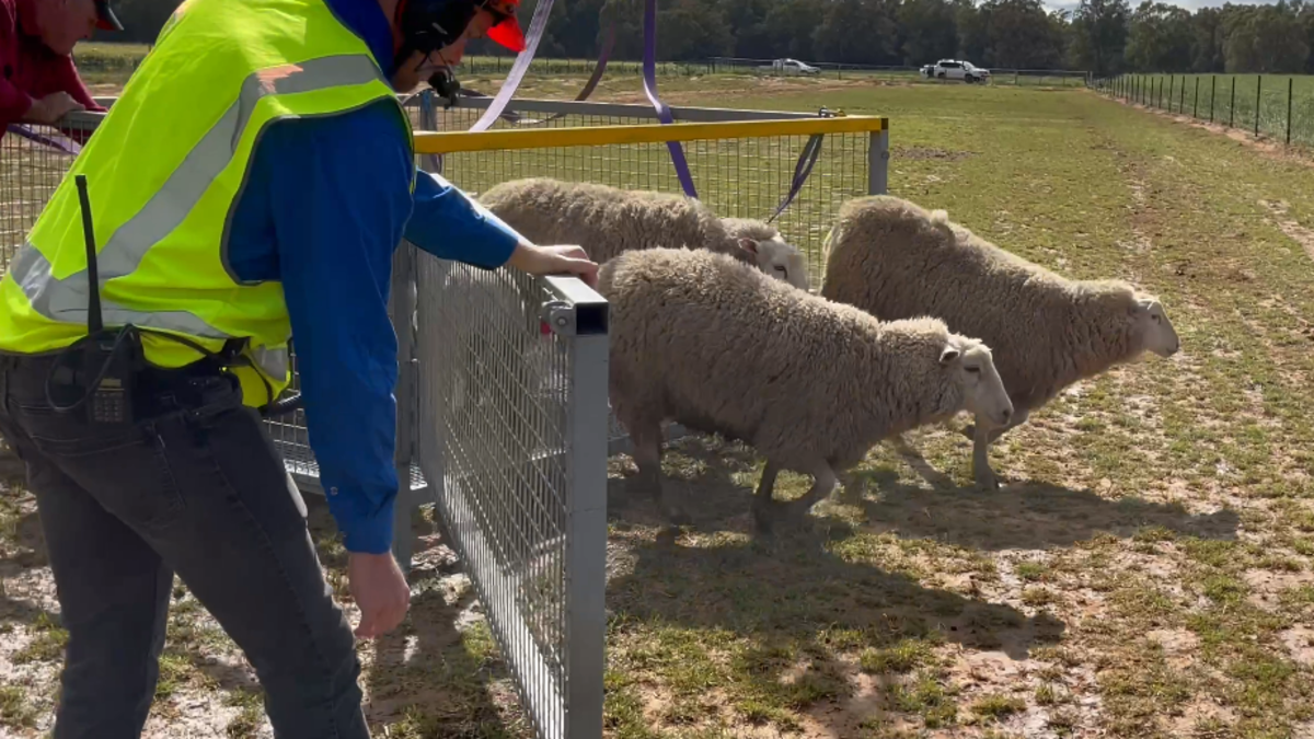 Over 1000 sheep stranded on 'island' rescued from rising floodwaters ...