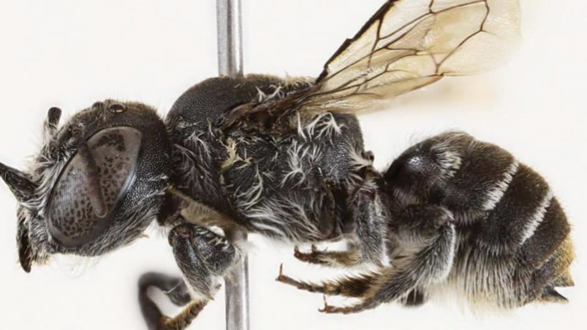 Lucifer bee: Perth scientist and bee doctor discovers new bee species ...