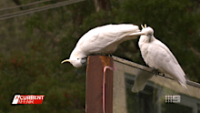 Cockatoos gnawing and nibbling at timber in the backyard.