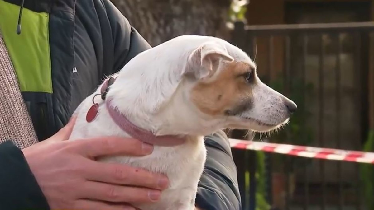 Adelaide news: Pet dog hailed a hero after couple's home goes up in ...