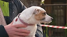 Little Jack Russell Vivienne alerted elderly couple Helen and Geoff Packer when their fire alarms failed to activate after their home on Glen Avenue in Unley Park went up in flames about 3am. 