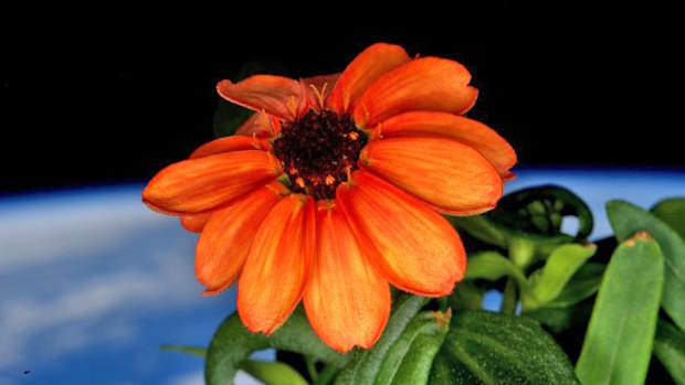 One of the first flowers to be grown in space. (Twitter/@stationcdrkelly)