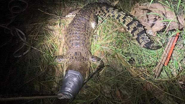 A teenage girl is lucky to be alive after she was attacked by a large saltwater crocodile in south Darwin.