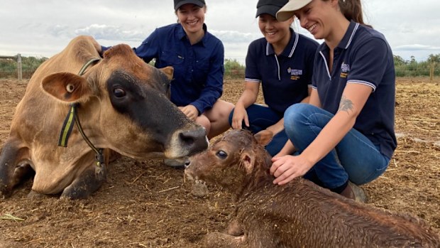 Calf being born on Messina farm in Victoria. 