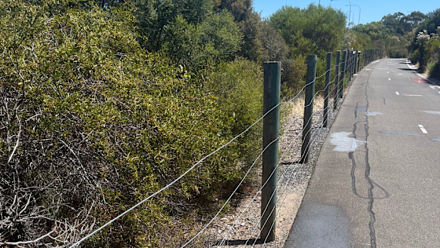 Police are searching for someone "actively harming the public" after wires were strung up across a popular bike path in Adelaide, tripping and injuring unassuming cyclists.