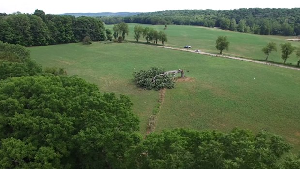 Fans of the Shawshank Redemption were distraught when images of the tree, which features at the end of the film, showed it flattened in the middle of an Ohio field.