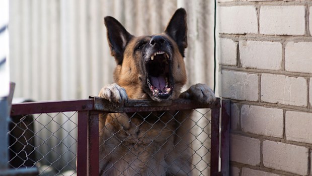 The service said the number of dog attacks is up more than 50 percent, with an average of seven incidents reported per day.