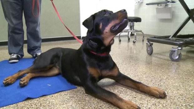 Ziba the rottweiler is recovering after a skull reconstruction. (ABC)