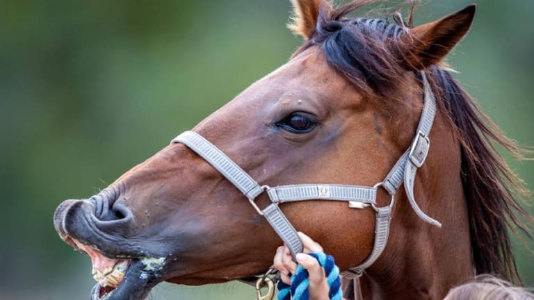 Search warrants executed at Queensland horse charity