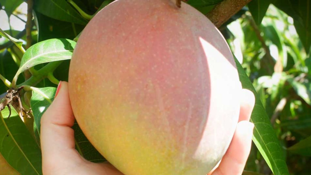 How to choose the perfect mango | Nine.com.au