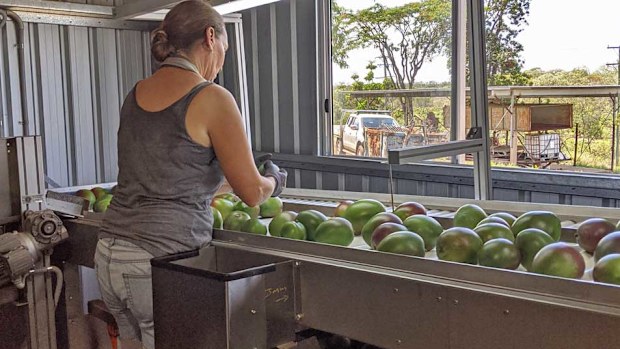 Mango grading on the farm