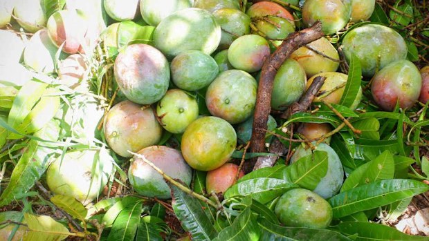 The mangoes that didn't make it, harvest is a race against falling fruit