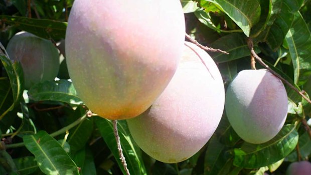 Mango farm harvest in Queensland