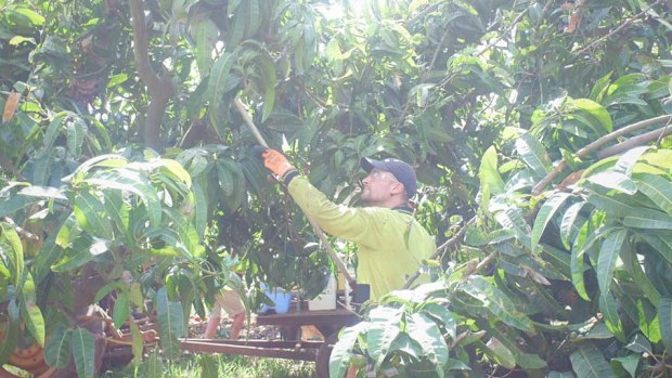 Harvesting mangoes in Gin Gin, Qld