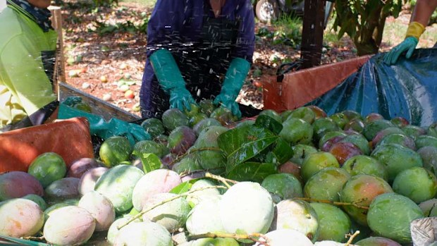 Mango washing station at harvest
