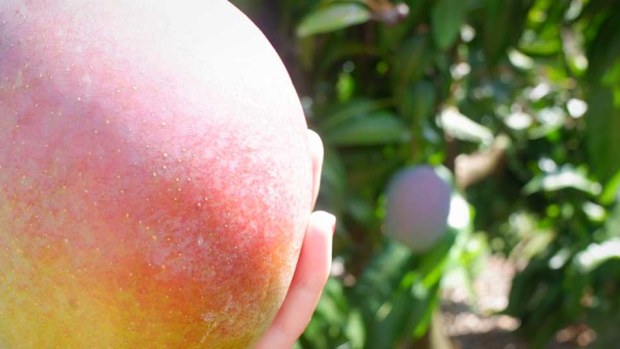 Ripe mango saved from falling