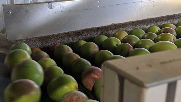 Mangoes being polished on the conveyor belt