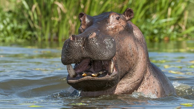 Hippos are known as one of the strongest animals on the planet. (File Image)