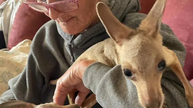 Dr Robyn Coy ran Tarcombe Wildlife Shelter which has been destroyed in the Longwood fire.