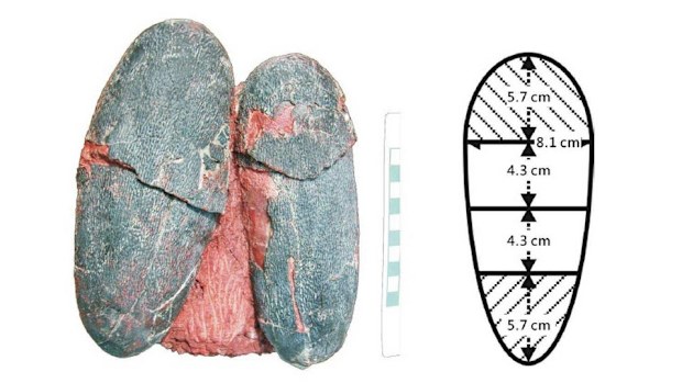 The oviraptor eggs retained a pale colour, unlike other fossils which are often stained through mineral seepage. (Tzu-Ruei Yang/University Bonn)
