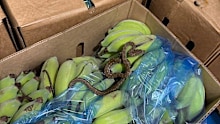 Gatt recently relocated a ﻿displaced coastal carpet python which was found in a banana box﻿.