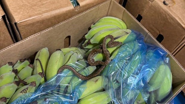 Stewy the Snake Catcher owner-operator Stewart Gatt has highlighted the increase in snake activity in a post on Facebook. Among Gatt's recent jobs was a displaced coastal carpet python in a banana box.