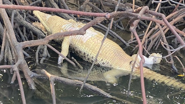 Wildlife officials are investigating after a crocodile was found dead in the Ross River mangroves.