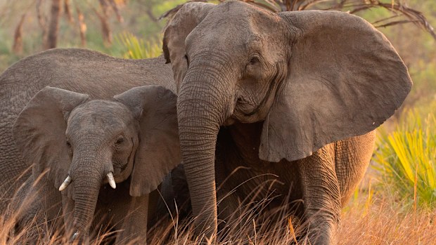 During episodes of intense ivory poaching, those big incisors become a liability. 