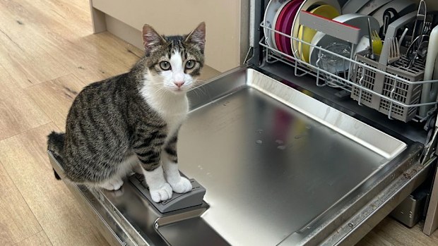 Tiger the cat is obsessed with the dishwasher