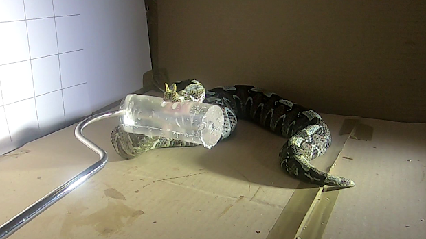 A viper, Bitis nasicornis, injecting venom into a cylinder of medical gel after striking.