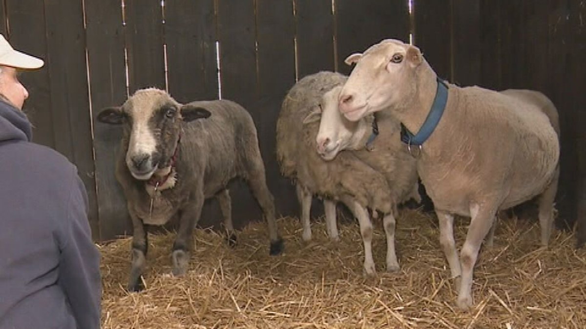 Victoria news: Trio of sheep found alive in Victoria almost one decade ...