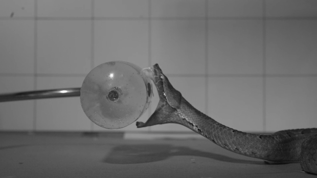 A viper, Hypnale hypnale, striking at a cylinder of medical gel.
