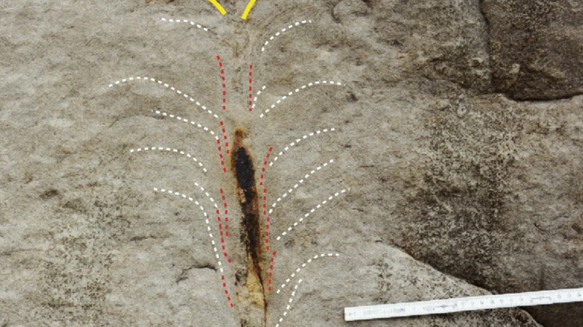 Researchers discover the 20-million-year-old lair of predatory worm ...