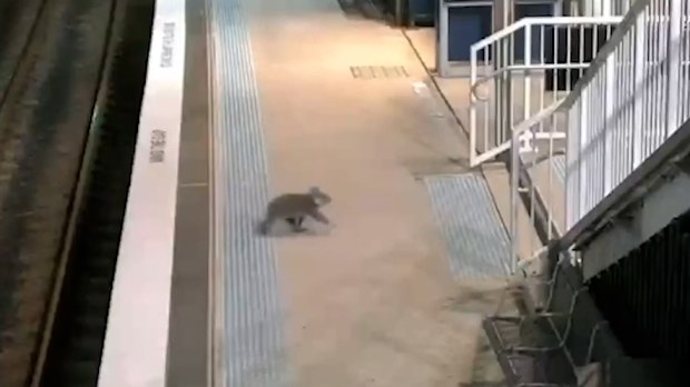 Koala spotted at Casula train station