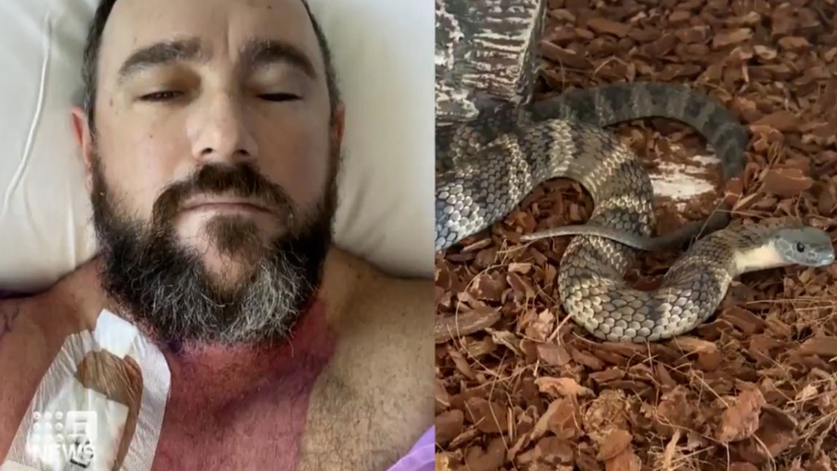 Snakes: Snake handler almost killed by his own deadly pet reptile ...
