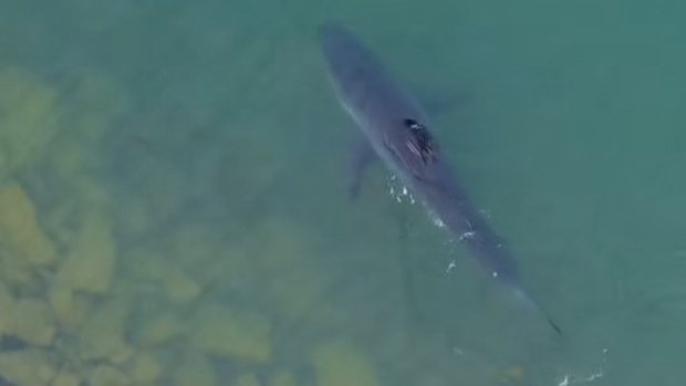 The great white was seen at the Port Vincent Marina over the Easter long weekend on April 19. 